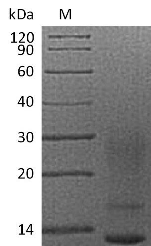 Interleukin-13 (IL13), partial (Active), human, recombinant