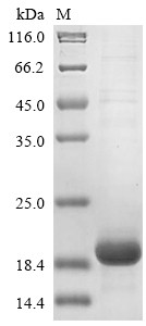 Cytotoxic T-lymphocyte protein 4 (CTLA4), partial, human, recombinant