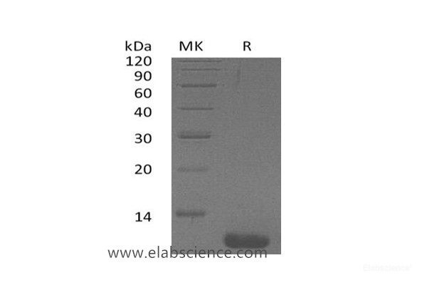CCL1/I-309 Protein (recombinant human)