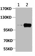 Anti-Phospho-PGC (Ser15)