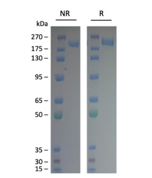 Spike Trimer (S1+S2) (BA.5, Omicron Variant), His-Tag (SARS-CoV-2) Recombinant