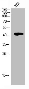 Anti-Phospho-CDK9 (T186)