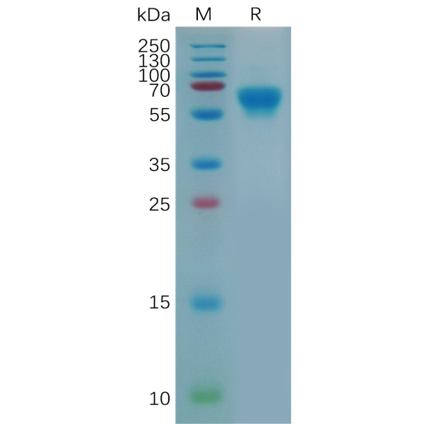 Mouse 4-1BB Protein, hFc Tag