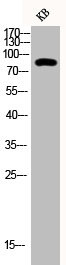 Anti-Phospho-STAT3 (Y705)