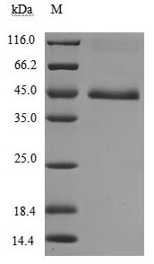 Tumor necrosis factor receptor superfamily member 18 (TNFRSF18), partial (Active), human, recombinan