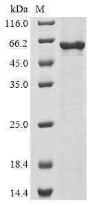 Cell division cycle protein 20 homolog (CDC20), human, recombinant