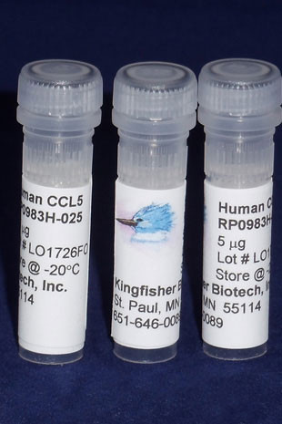 CCL5 (RANTES), human recombinant (rhuCCL5)