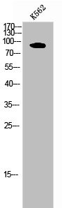 Anti-PDE4B/PDE4C/PDE4D