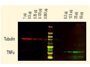 Anti-Mouse IgG F(c), DyLight (TM) 680 conjugated