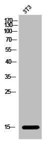 Anti-Acetyl-Histone H2B (K15)