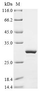 Peptide YY (Pyy), partial, mouse, recombinant