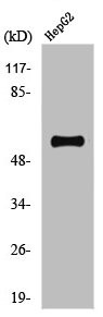 Anti-Phospho-TH (S71)