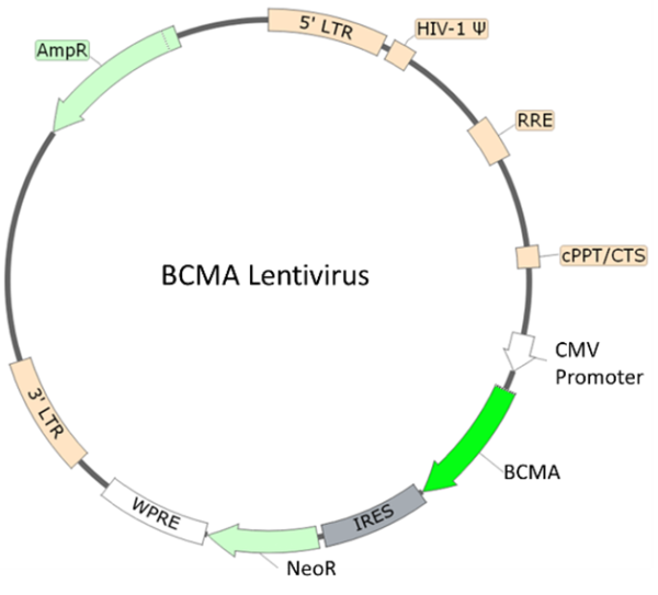 BCMA Lentivirus