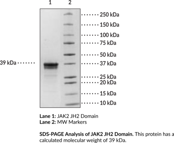 JAK2 JH2 Domain (human, recombinant, aa 513-827) - Biotinylated