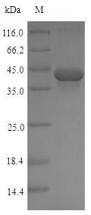 Transforming growth factor beta-1 proprotein (Tgfb1), partial, rat, recombinant