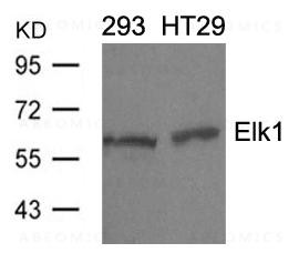 Anti-Elk1 (Ab-389)