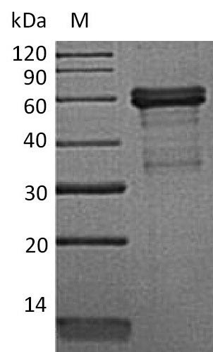 Tumor necrosis factor receptor superfamily member 14 (Tnfrsf14), partial (Active), mouse, recombinan