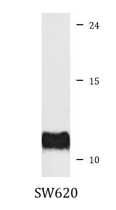 Anti-PCBD1