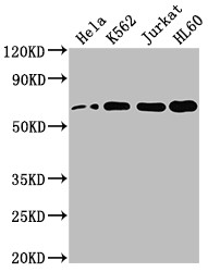 Anti-HDAC1 Recombinant Monoclonal, clone 10A1