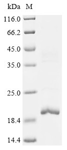 Interleukin family protein (Il10), Mesocricetus auratus, recombinant