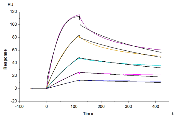 Mouse CD40/TNFRSF5 Protein