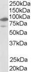 Anti-LXR beta, N-terminal