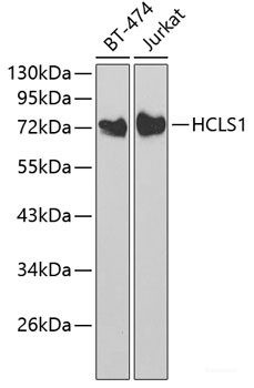 Anti-HCLS1