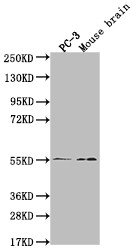 Anti-MAPK10 Recombinant Monoclonal, clone 29E10