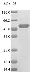 Lipoprotein lipase (Lpl), mouse, recombinant