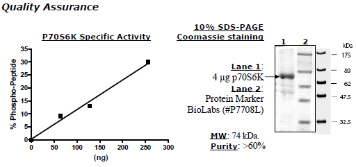 p70S6K, active human recombinant protein