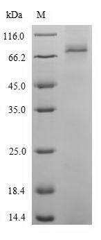 Catalase-2 (CAT2), Arabidopsis thaliana, recombinant