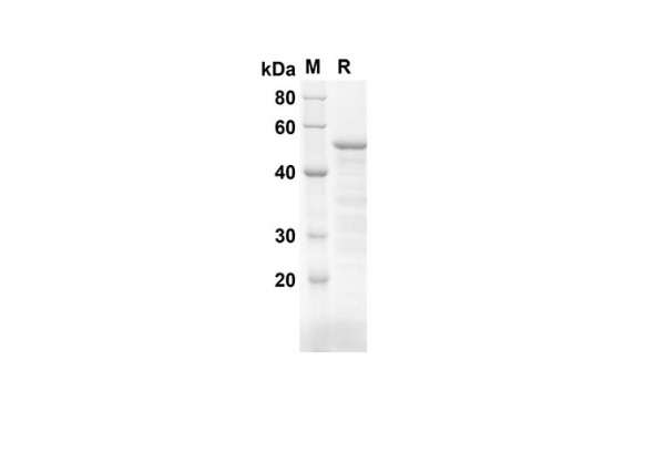 CD34 Protein (Trx Tag) (recombinant mouse)