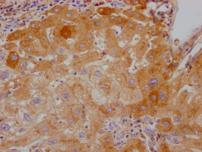 Anti-F10 Recombinant Monoclonal, clone 3F2