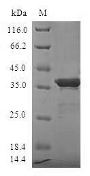 Small ubiquitin-related modifier 4 (SUMO4), human, recombinant