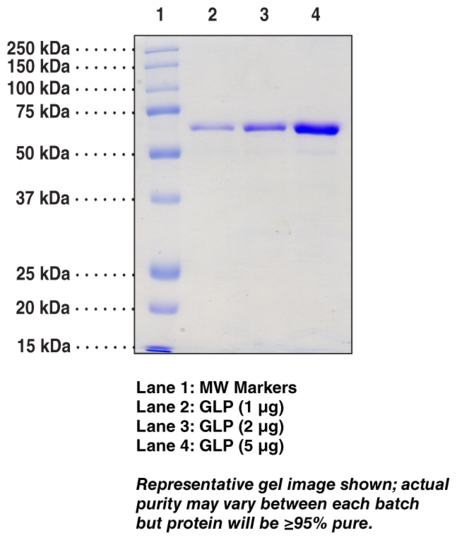 G9a-like protein (human recombinant)