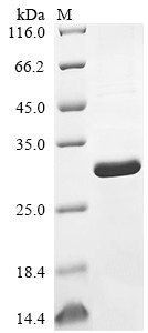 Bcl-2-like protein 11 (BCL2L11), human, recombinant