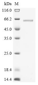 Tubulin alpha-4A chain (Tuba4a), mouse, recombinant