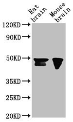 Anti-NANOG Monoclonal, clone 8A1D11