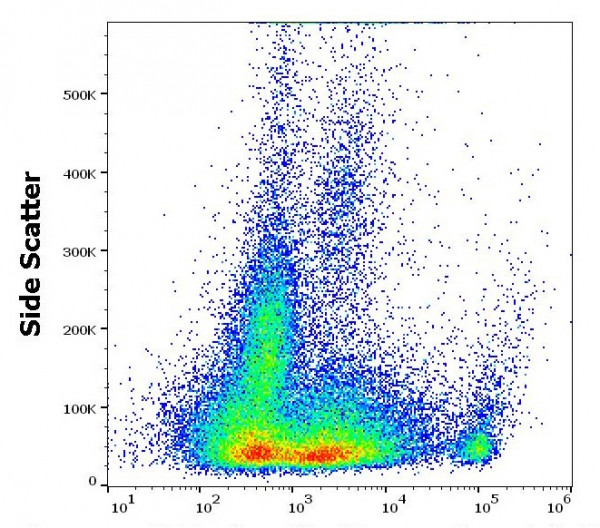 Anti-CD8a, clone 53-6.7 (low endotoxin)