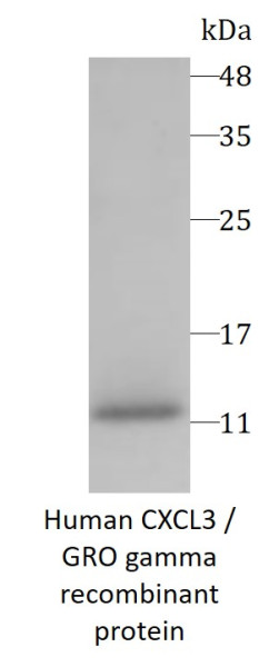 Human CXCL3 / GRO gamma recombinant protein (Active) (His-tagged)