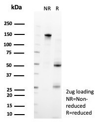 Anti-ZFP90, clone PCRP-ZFP90-1C5