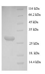 Mast cell protease 4 (Mcpt4), mouse, recombinant
