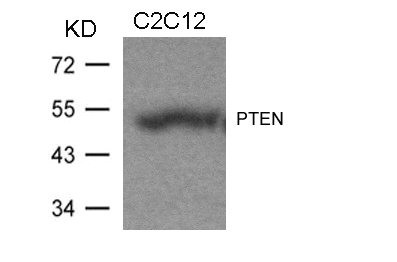 Anti-PTEN (Ab-370)