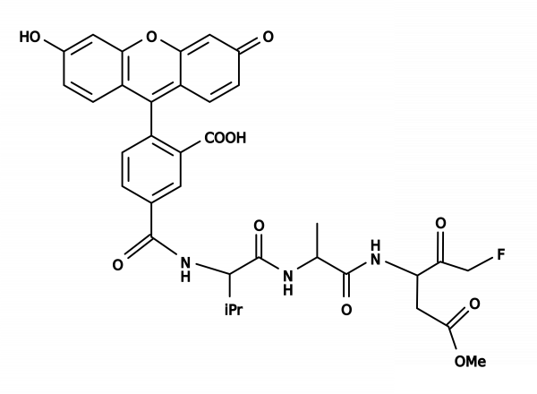 FAM-VAD-FMK | AAT Bioquest | Biomol.com