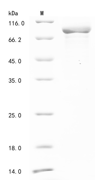 1-Phosphatidylinositol 4,5-bisphosphate phosphodiesterase delta-1 (Plcd1), mouse, recombinant