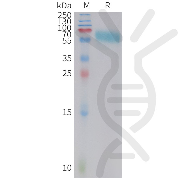Cynomolgus 4-1BB Protein, hFc Tag