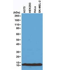 Anti-Histone H4, clone RM212 (recombinant antibody)