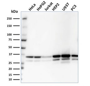 Anti-MDH1 / Malate dehydrogenase 1, clone CPTC-MDH1-1