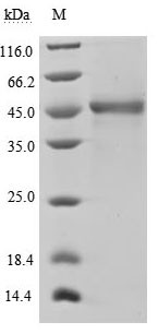 Tumor necrosis factor ligand superfamily member 13B (TNFSF13B), partial (Active), human, recombinant