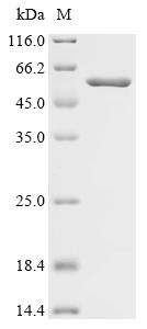 C5a anaphylatoxin chemotactic receptor (C5AR1), partial, Biotinylated, human, recombinant